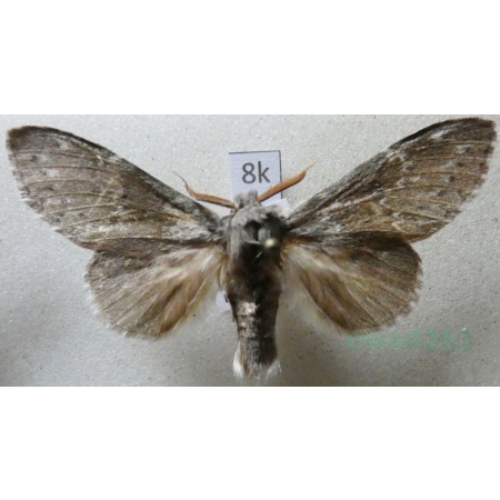 Stauropus fagi (Linnaeus, 1758) male Potwora buczynówka Czech8k